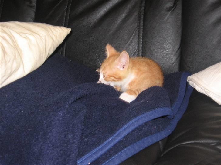 Huskat Garfield billede 16