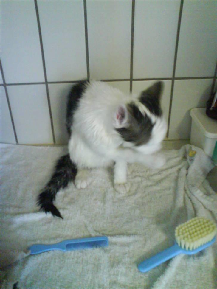 Blanding af racer Duchess Celeste - Duchess efter bad<3 billede 9