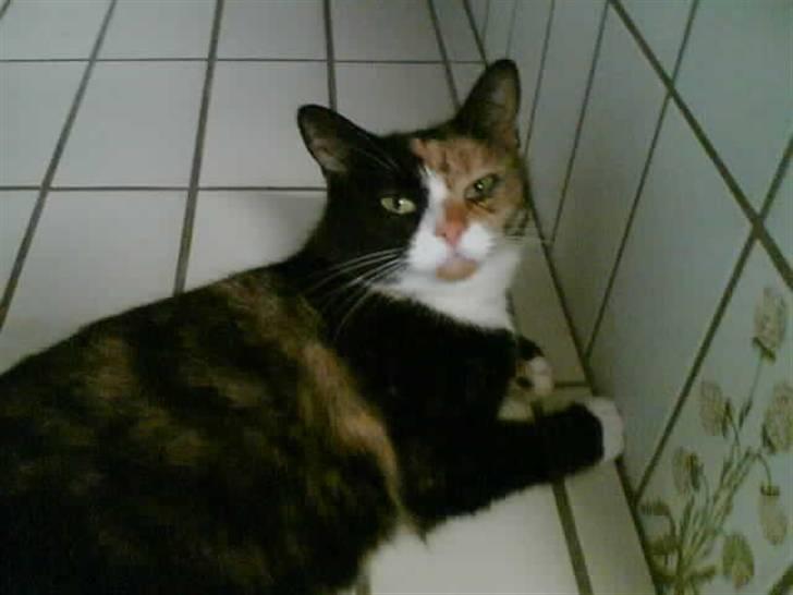 Huskat Milla - Milla på hendes elskede varme gulv! billede 1