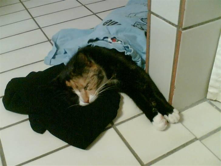 Huskat Milla - Milla elsker virkelig badeværelses gulvet, og så med "dyne" på! Mmmm<3 billede 2