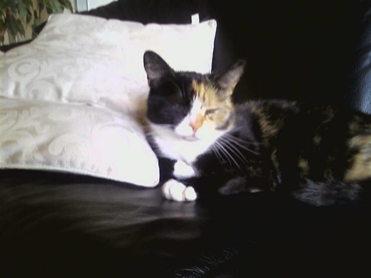 Huskat Milla - Sofaen er også et hit! billede 3