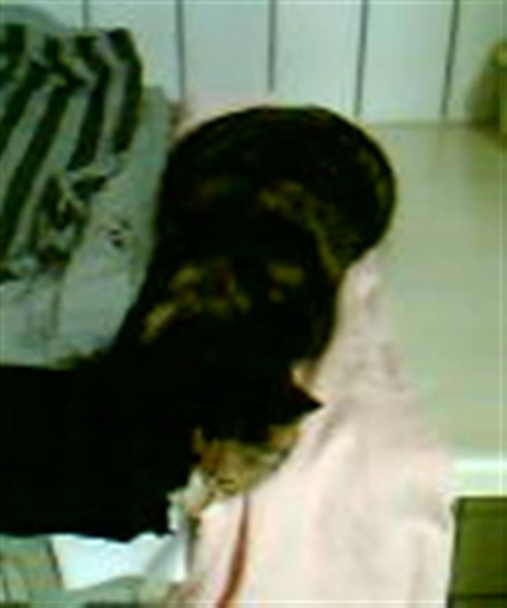 Huskat Milla - Alt hvad der er blødt kan bruges!<3 billede 4