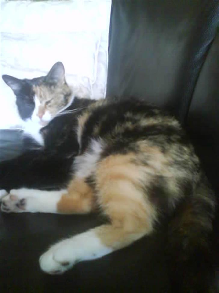 Huskat Milla billede 5