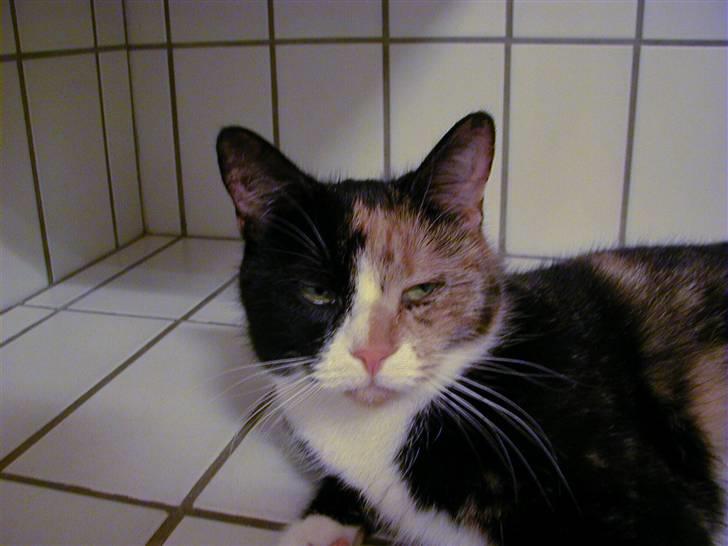 Huskat Milla billede 6