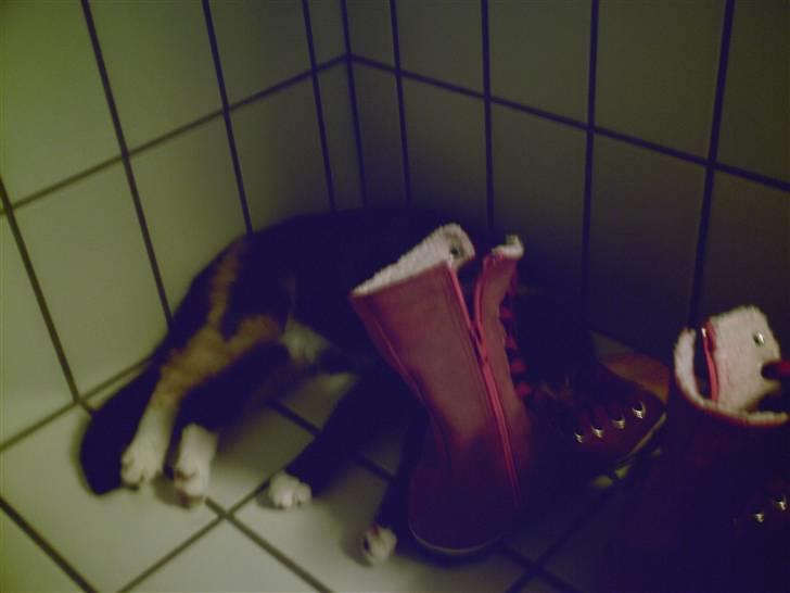 Huskat Milla - Jah! I dag får jeg også en hovedpude! billede 7