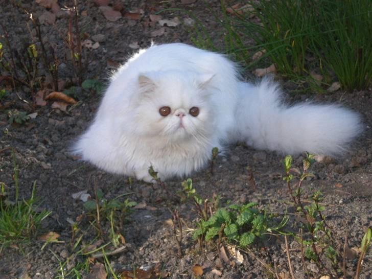 Perser Oscar billede 1