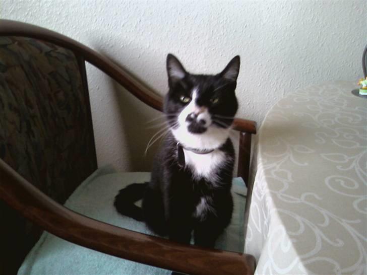 Huskat Bombom billede 1