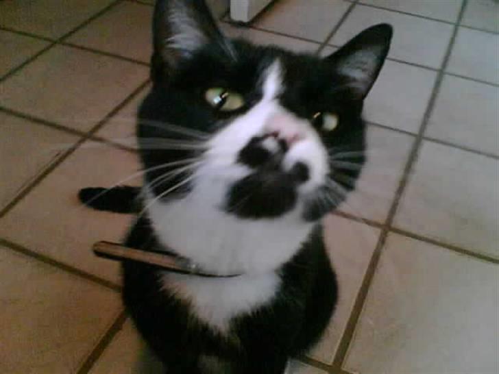 Huskat Bombom billede 2