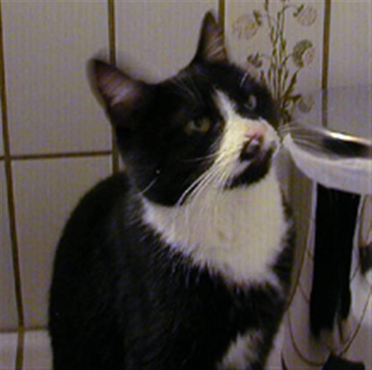 Huskat Bombom billede 3