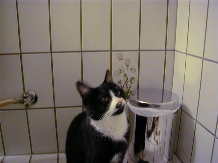 Huskat Bombom billede 4