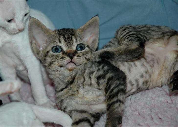 Devon Rex S*Röda Nejlikan's K Karla - Søde Karla :-) billede 9