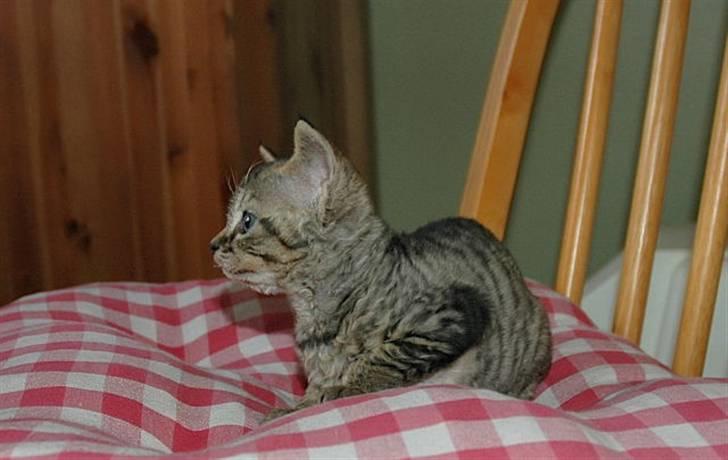 Devon Rex S*Röda Nejlikan's K Karla billede 10