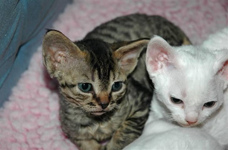 Devon Rex S*Röda Nejlikan's K Karla billede 11