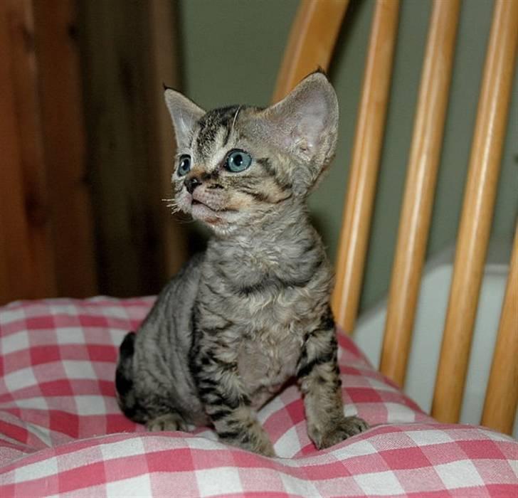 Devon Rex S*Röda Nejlikan's K Karla - Karla 6 uger gl. billede 12
