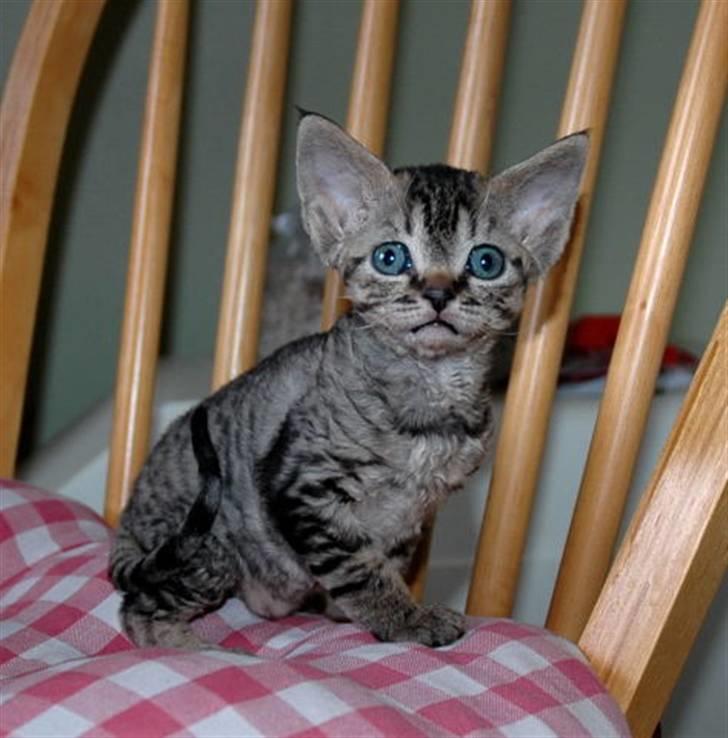 Devon Rex S*Röda Nejlikan's K Karla billede 13
