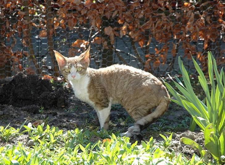 Devon Rex DK Mischek Cassiopeia - Cassie i haven,det er bare lækkert :-) (20/4-08) billede 11