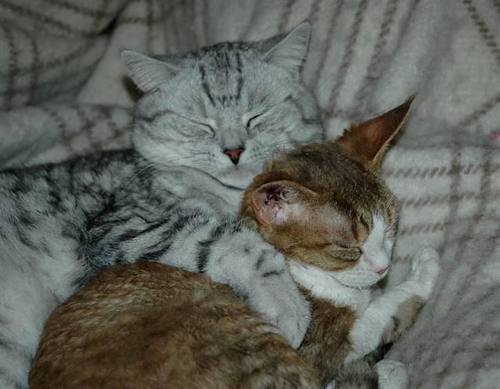 British Shorthair S*Swebritt's Dustin billede 15