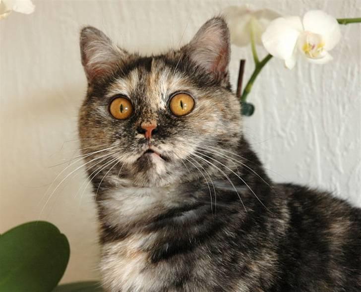 British Shorthair S*Swebritt's Dustin - Smukke smukke Savannah,datter af Dustin.(Her 10 mdr.gl.) billede 16