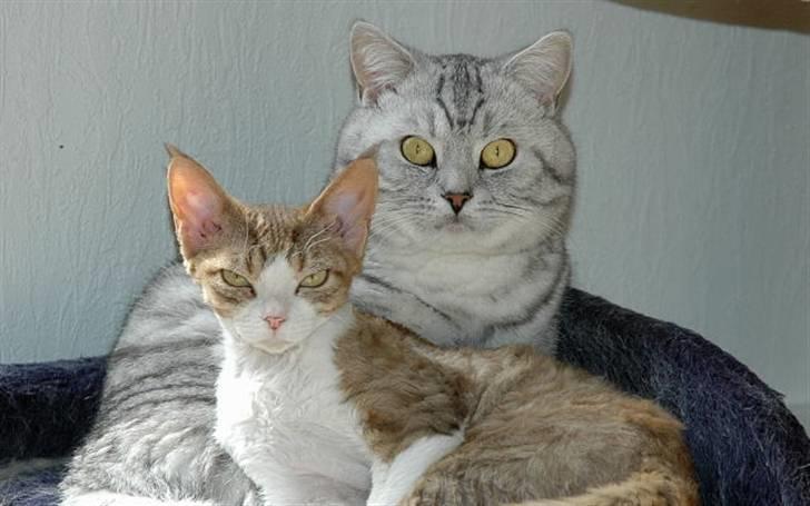 British Shorthair S*Swebritt's Dustin - Dustin & Cassie,bare søde sammen ;-)) billede 17