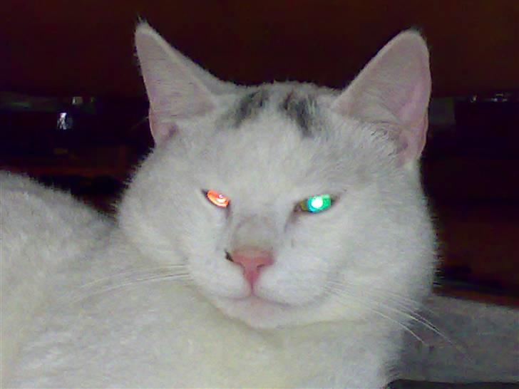 Huskat Merri billede 1