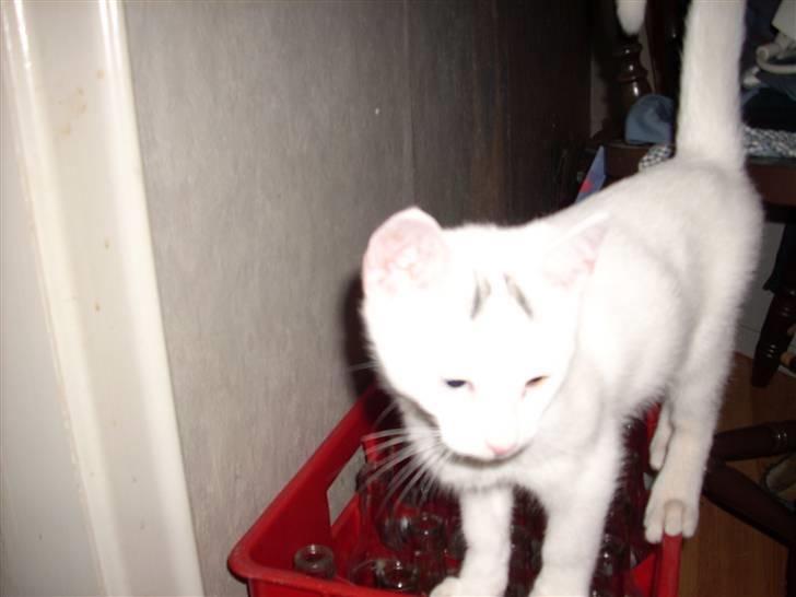 Huskat Merri billede 2