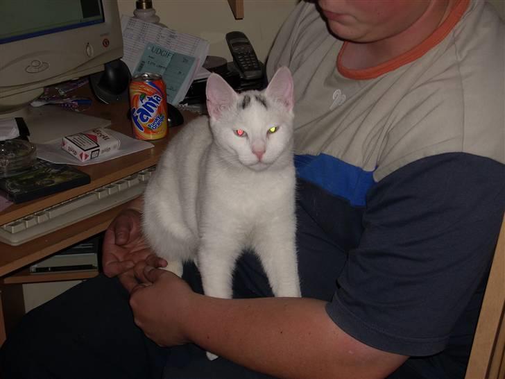 Huskat Merri billede 3