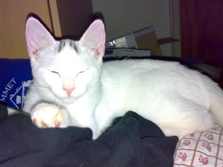 Huskat Merri billede 4