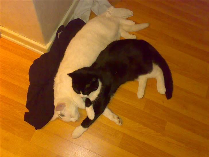 Huskat Merri - Jeg elsker at putte med andre katte :) billede 5