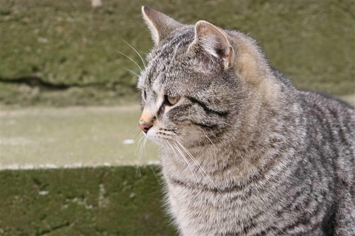 Huskat Whiskas billede 10