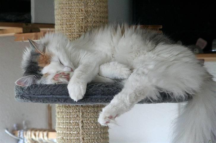 Norsk Skovkat Abi - Abi sover sødt - snart 9 måneder billede 12