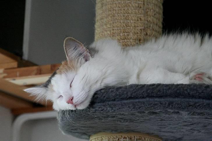 Norsk Skovkat Abi - zzzzz billede 13