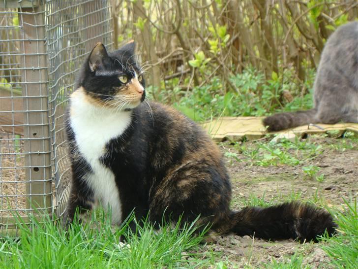 Blanding af racer Fine billede 1