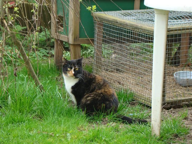 Blanding af racer Fine billede 2