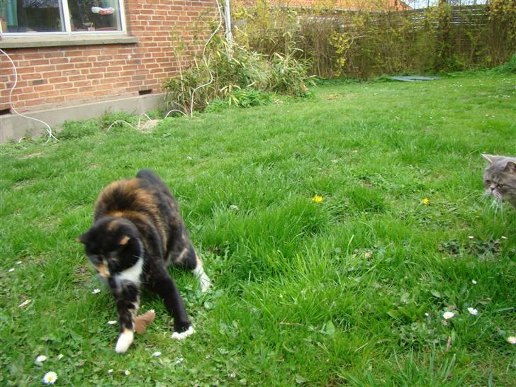 Blanding af racer Fine billede 4