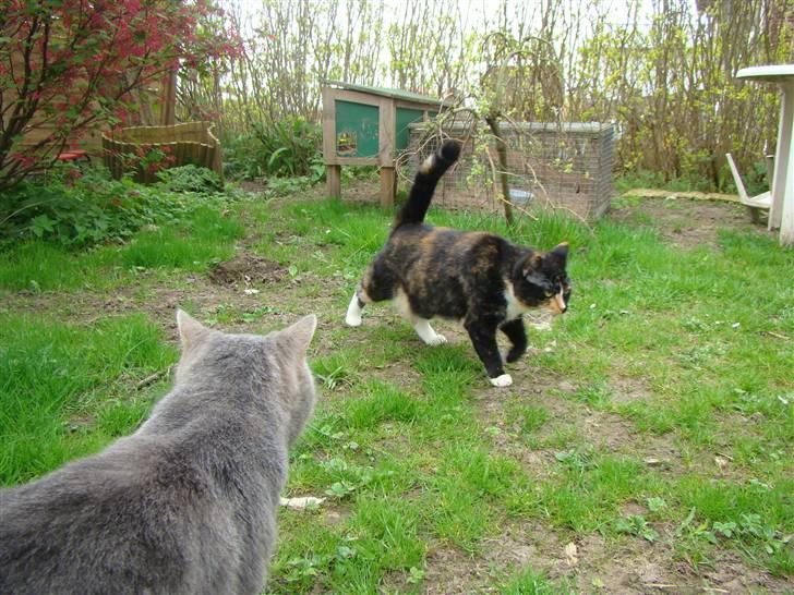 Blanding af racer Fine billede 5