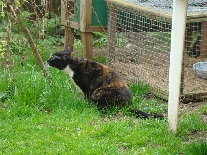 Blanding af racer Fine billede 6