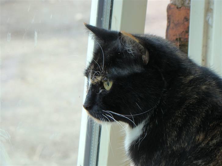 Blanding af racer Fine billede 7