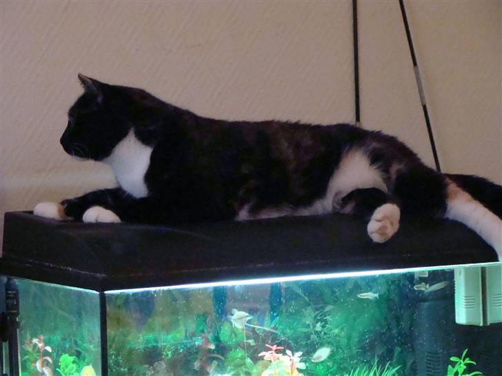 Blanding af racer Fine billede 8