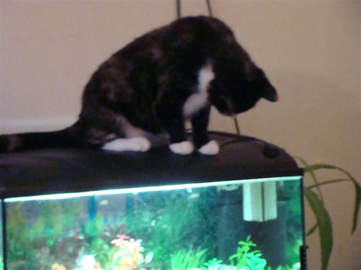 Blanding af racer Fine billede 9