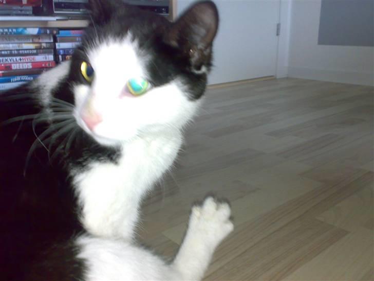 Huskat Manse - Bror til futte - manse sprader tær heh det ser sjovt ud<3<3 billede 8