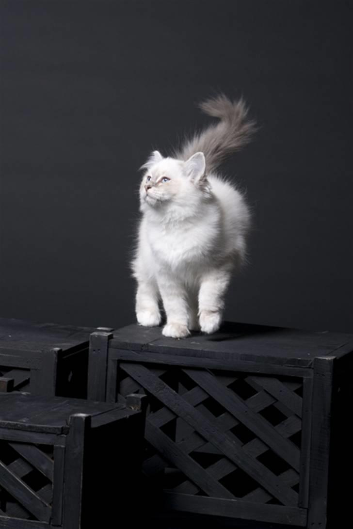 Huskat Grynte - Et billede af vores lillesøster " Afroditte "... billede 18