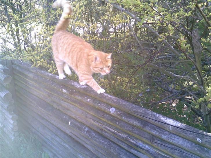 Huskat Rico  - Går på line (hehe) :) billede 16