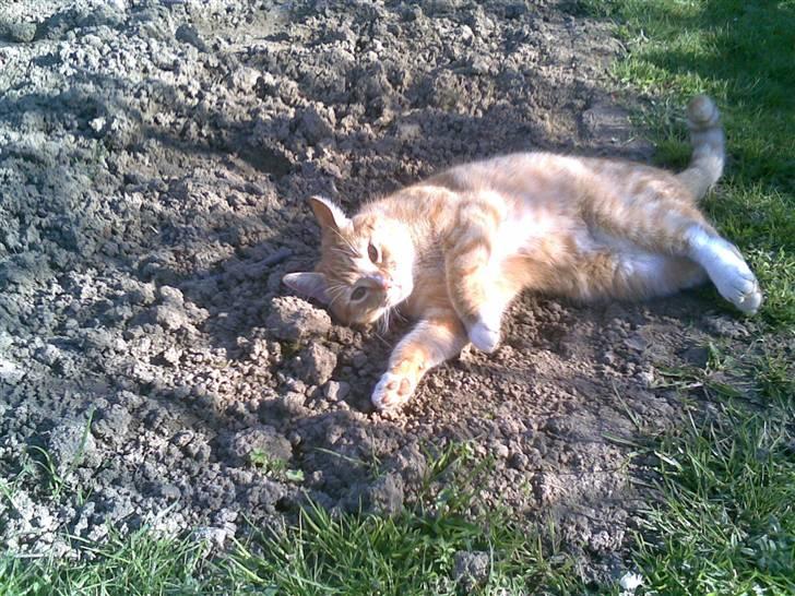 Huskat Rico  - Soler sig.. billede 17