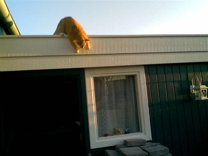 Huskat Rico  - Springer ned fra taget :D billede 18