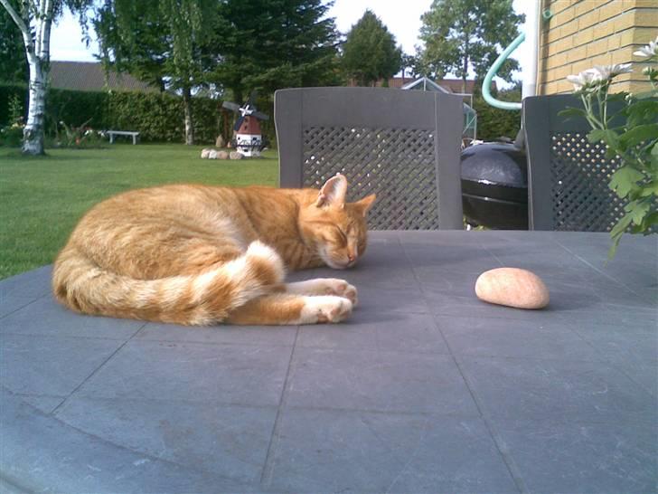 Huskat Rico  - Ligger og slapper af på bordet billede 19