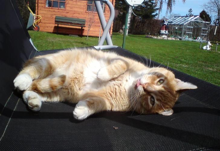 Huskat Rico  - ***NYT*** april 2010 billede 20