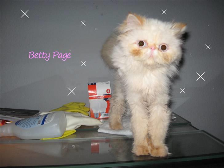 Colorpoint DK Lai-An´s True Love billede 7