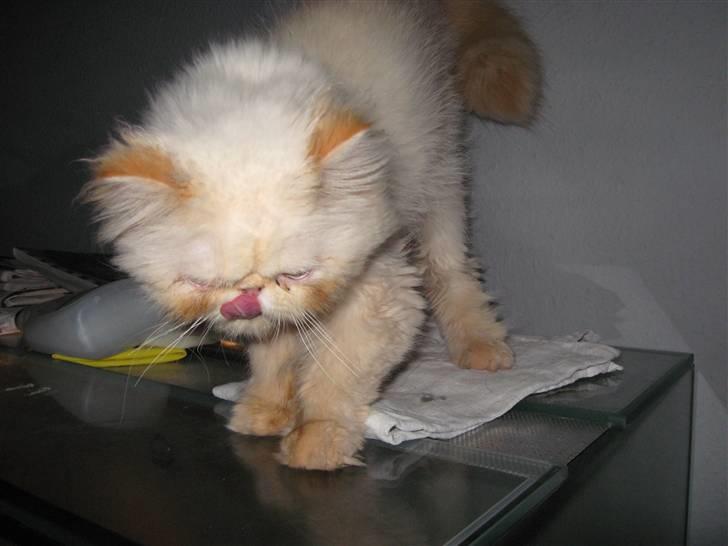 Colorpoint DK Lai-An´s True Love billede 8