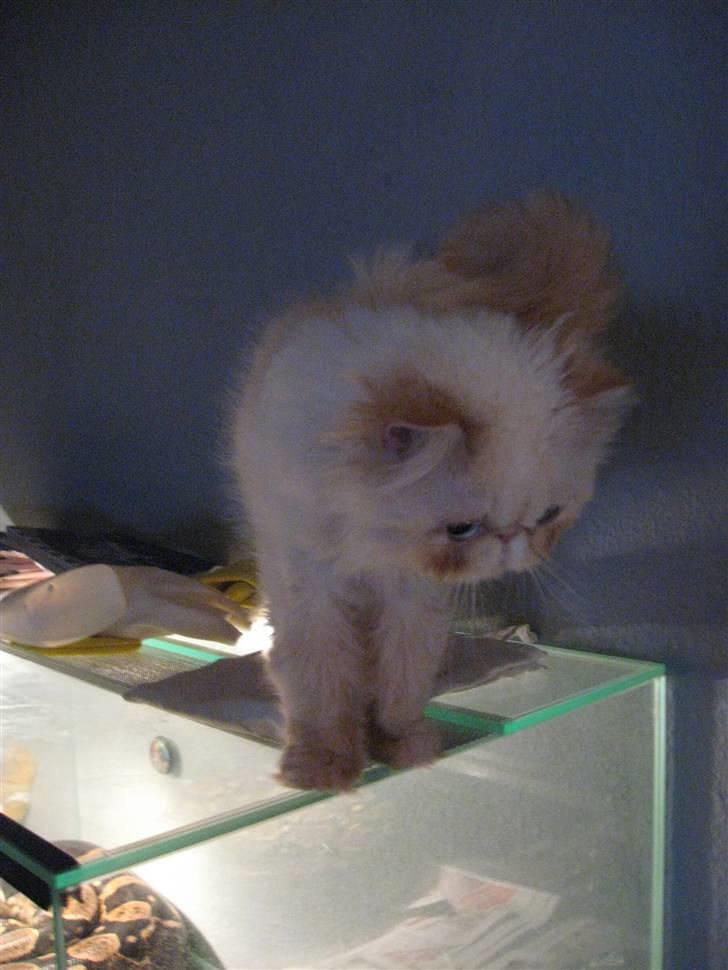 Colorpoint DK Lai-An´s True Love billede 9