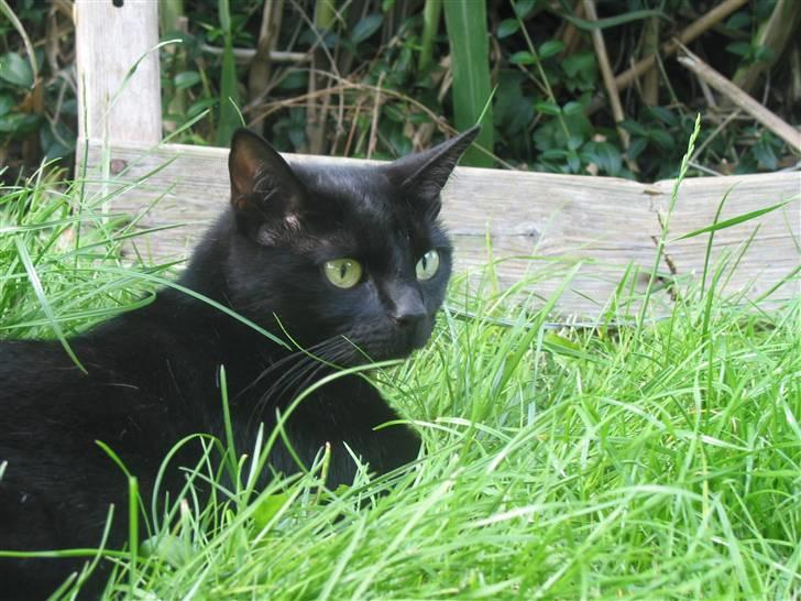 Blanding af racer Milo {Mislo} <'3 - ; den skønneste kat <3 billede 16